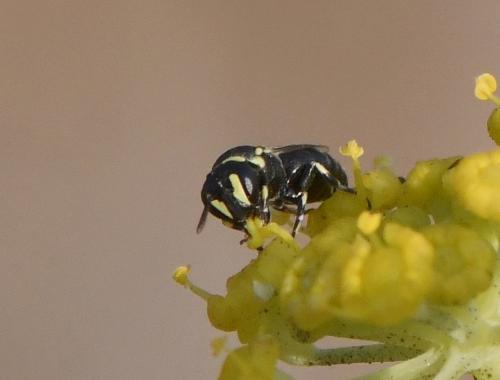 Réf. 236 100 : Hylaeus sp.